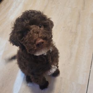 Meet your Posher, Kim